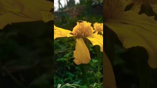 KHADAAN MOVIECLIPE New trend song bangla