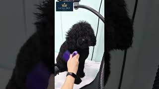 Wash Day With Luxe Pet Australia #australianmade #petcare #luxury #dogs #petperfection