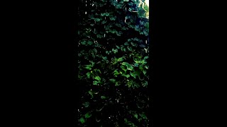 Barish status full screen|4k|#shorts #nature