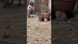 Cat fights with leopard to protect kids #cat #kitten #catlovers #animals #animallovers #wildlife
