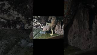 Tokay Geckos have incredible colors! #tokaygecko #tokaygeckos #geckos #reptiles #reptileshorts