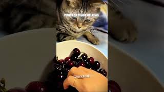 他の猫たちが助けてくれる VS この猫たち #編集 #アメリカ #猫