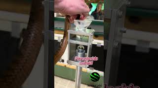 Collett’s snake venom extractions #venomouscreatures #reptiles #awesomethings