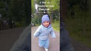 #Gangtok #Himalyanzoologicalpark #familytime