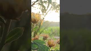 natural #nature #relaxnig #flowers #relaxingmusic #shorts