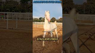 #horse #horseracing #horseriding #horses #horsepower #horsegirl #horsefan #horseshow #horsefarm #yt