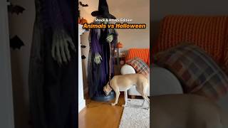 SHOCK & ATTACK EDITION! Animals Choose Fight or Flight - Epic Compilation! 🦘⚔️