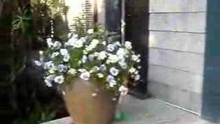 Front Door Flowers