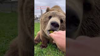 #CuddlyCutiesClub #animals #pets #animalsaddict (Via @!ty_among_animals1 On TT)