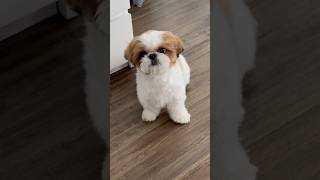 Absolutely adorable❤️ #shihtzu #cute #dog #handsomeboy #funny #shorts #petmakeover #dogmakeover #fun