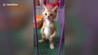 ネコ型ロボット？【面白動物】
