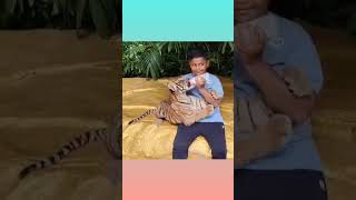 Milk feeding a baby tiger 🤩🐅#cuteboymeet😘 #Bankok#Zoo# Thailand #enjoyment #wildanimals #shortsfeed