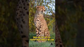 Top 5 fastest animals on land 🐾 #animals #shorts #facts #wildlife