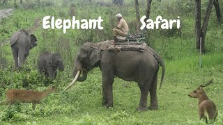 Elephant Safari | Manas National Park