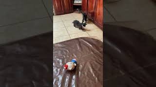 Lucha Gatos