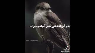 #edit #foryou#follow#singer #america#afghan