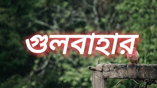 Gulbahar Lyrics | গুলবাহার | Ishaan এর Gaan | Official Music Video