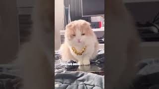 #kucing #kucingimut #cat #catlover #cats #kucingoren