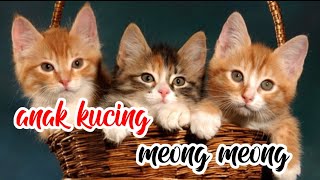 🥰Anak kucing lucu imut dan menggemaskan 🥰