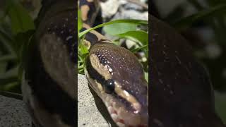 #petvlog #reptileshorts #lifewithpets #petslifestyle #lifestylevlog #reptileshorts