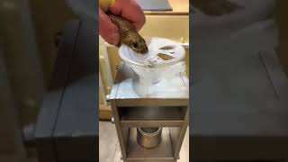 Inland taipan venom extractions- flicker warning! #venomouscreatures #reptiles