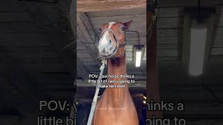 馬がドラマチックな行動をしている😂😂😂#horse#horsevideo #funnyhorse#fyp