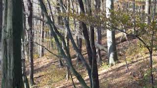 Walking through the forest