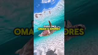 🐢 Oman’s Sea Turtle Experience 🌊 #CoastalOman #GreenTurtles #TravelMore #MiddleEastNature