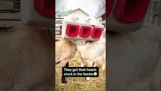Crazier than a dog? This bouncing goat takes the crown. #JumpingGoat #GoatComedy
