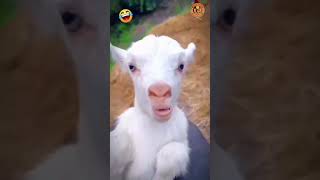 #ভাইরাল_ভিডিও #viralvideo