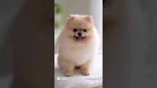 🐾 41. Lovely Puppies – AI Moments 💕 #ai生成 #sora2 #aigeneratedvideo