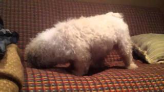 Crazy pup