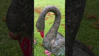 Bronze Geese. #bronzegeese #bronzestatue #bronze #garden #salvagehunters