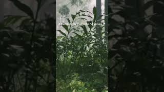 Sleepy Raindrop Studio – Relaxing Rain Sounds for Sleep, Study & Relaxation 🌧️ #shorts