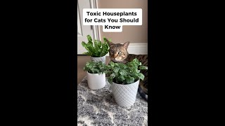 3 Toxic Houseplants for Cats  #shorts