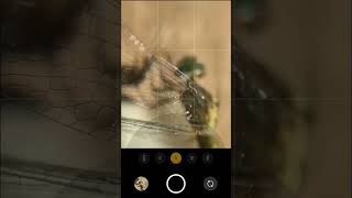 Macro photography 🐝 with Mobile #shorts #youtubeshorts