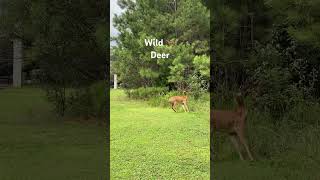❤️Wild Deer at the Park #georgia #travel #travelmemories