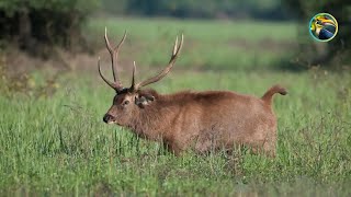 Explore the RAREST Creatures of the Rainforest