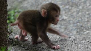 【衝撃の瞬間】赤ちゃん猿が目の前で誘拐…呆然と立ち尽くすママ猿の姿に涙が止まらない / monpai monyet 小猿 子ザル 高崎山自然動物園 モンキー SNOW MONKEY