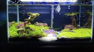 Carpet seed mini drawf simple hanya 4 hari tumbuh sempurna