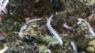Bristle Worm Feeding in my Reef Aquarium