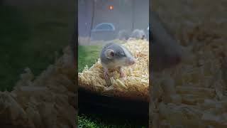 #동물드라마 #동물 #동물영상 #더빙 #더빙영상 #반려동물 #animals #pets #쥐   덤보레트 냠냠