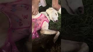 Some dogs panic during grooming… Latte just clocks out 😴 #FosterDogGoals