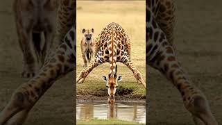 Look Behind You! The Ultimate Wildlife Standoff!#giraffe #hyena #wildlife #animalshowdown