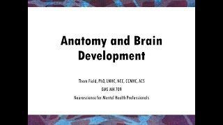 Anatomy and Brain Development