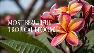 Why Plumeria Rubra is One of the Most Captivating Flowers Ever#PlumeriaRubra #TropicalFlowers
