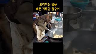 요리하는 법을배운 기특한 원숭이 #원숭이