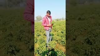 aap teenon light Gai to main Dekhkar Manpasand Khadi Sun Le Main Chhora gaon  #sumitgoswami #sorts