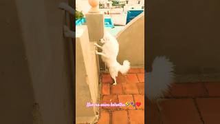 Athepdi pa thala vali sari agum😂🐈Leo😍🥰😘#lavanyasmedia #tamilyoutuber #trending