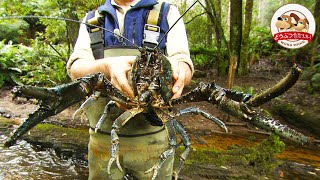 【世界最大】タスマニアの森で重さ４㎏の超巨大ザリガニに遭遇！ハサミのパワーがスゴすぎる【どうぶつ奇想天外／WAKUWAKU】